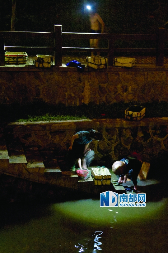 深圳湾畔午夜小船出没 捕捞者偷挖生蚝蛏子