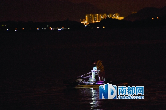 深圳湾畔午夜小船出没 捕捞者偷挖生蚝蛏子