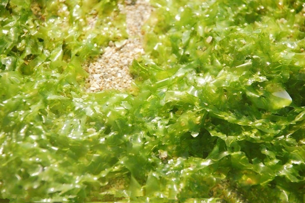 海鲜中国：海藻知识归纳(2)