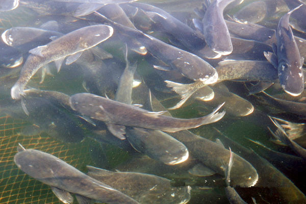 如何鉴别有机鱼与养殖鱼？
