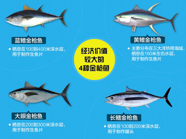 金枪鱼食补功效，金枪鱼的营养价值