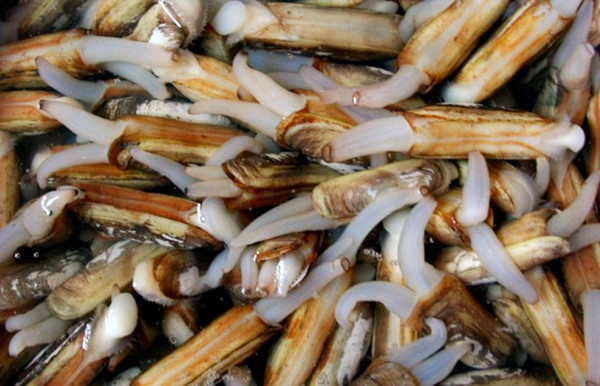 海鲜菜谱：海鲜蛏子的做法