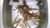 蒜蓉蒸基围虾怎么做好吃_蒜蓉蒸基围虾的做法