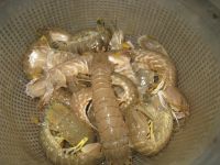 盐水濑尿虾怎么做好吃_盐水濑尿虾的做法