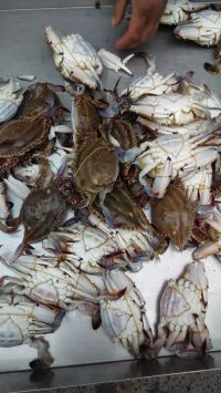 清蒸梭子蟹怎么做好吃_家常清蒸梭子蟹的做法
